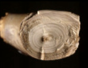 Wood cross-section